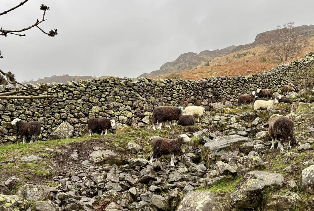 668610605 1396359315852684 776